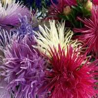 aster-igielkowy