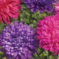 aster-ksiazecy