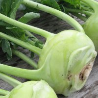 kalarepa-delikates-biala