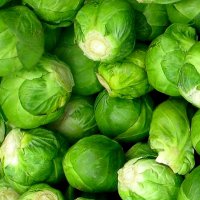 kapusta-groninger