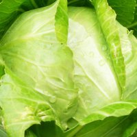 kapusta-i-zbior