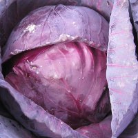 kapusta-langedijker