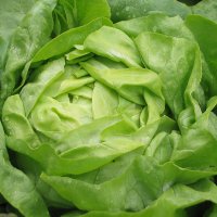 salata-cud-voorburgu