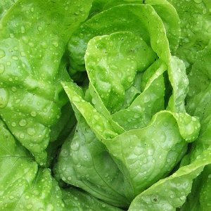salata-dippego