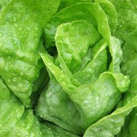 salata-dippego