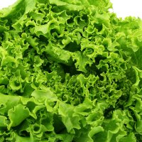 salata-dubacek