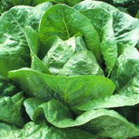 salata-galander
