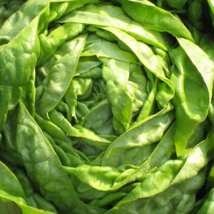 salata-humil