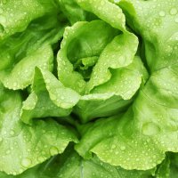 salata-nochowska