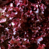 salata-red-salad-b