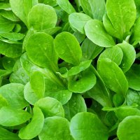 salata-roszponka