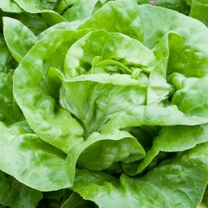 salata-syrena