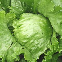 salata-traper